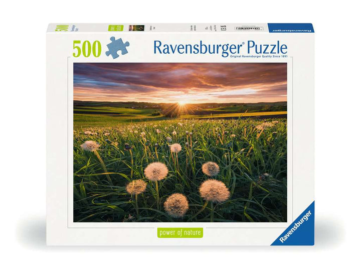 Pusteblumen im Sonnenuntergang