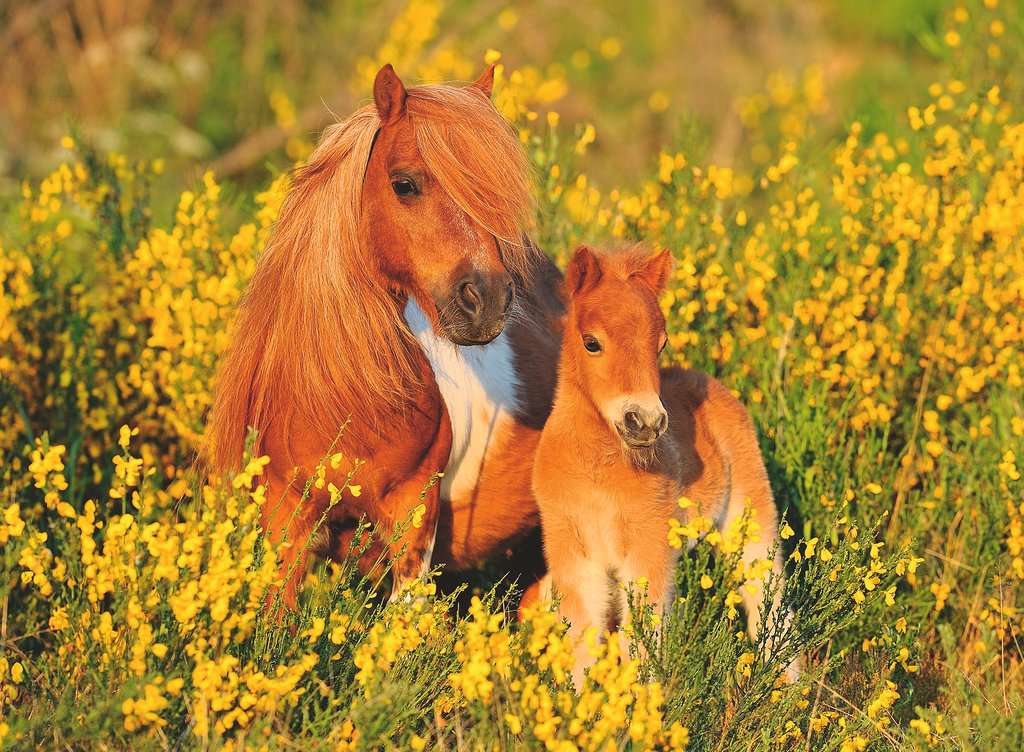 Shetlandponys