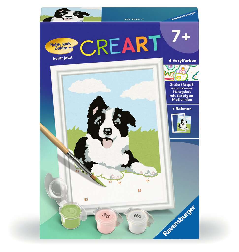 Border Collie Welpe