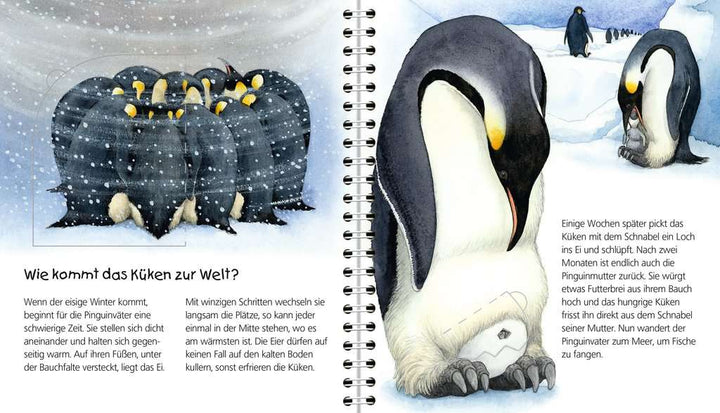 WWWjun.29Der Pinguin