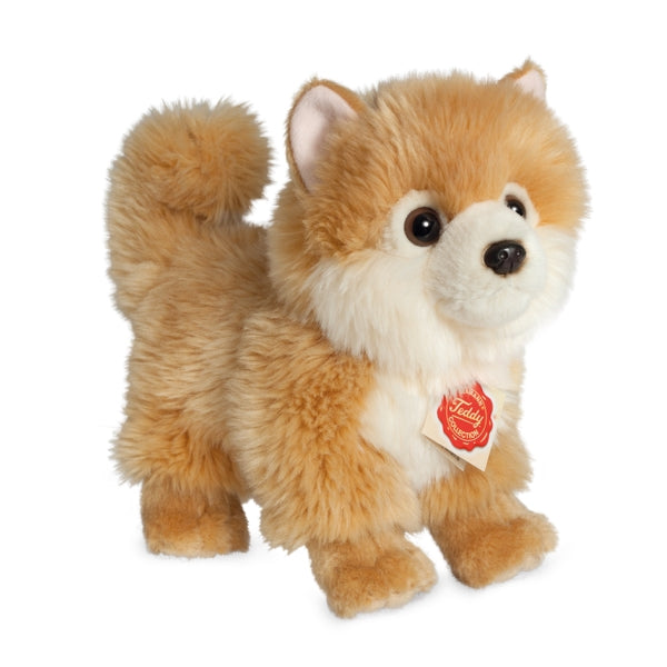 Zwergspitz 22 cm