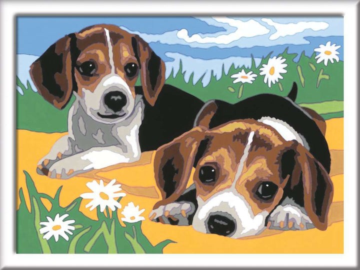 Jack Russell Welpen